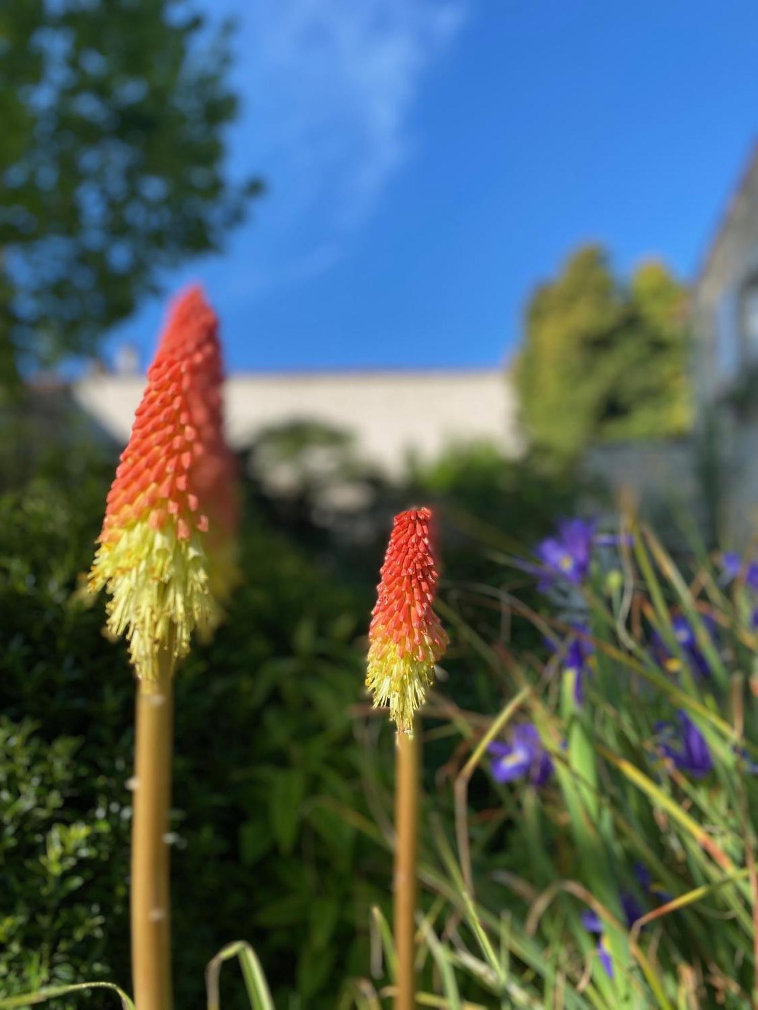 Aux Agapanthes, Chambres D'Hotes Charentaises De Charme Avec Piscine Aumagne Extérieur photo
